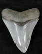 Beautifully Colored Megalodon Tooth - Georgia #21872-1
